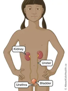 female urinary tract