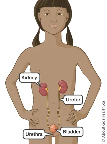 How to maintain an indwelling urinary catheter to prevent infection? female urinary tract